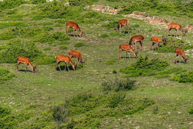 A herd of deer grazes on a mountain slope