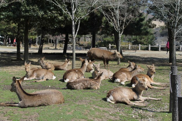 Photo a herd of deer laying on the ground in front of a fence