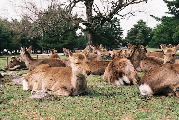 自然公園の鹿の群れ