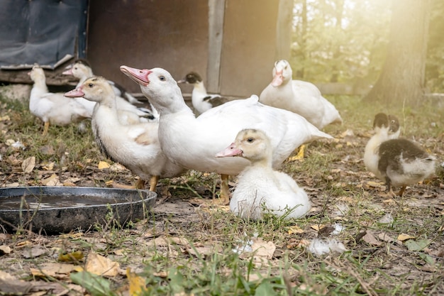 Herd of domestic ducks drink water in a meadow on a home farm