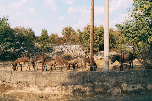 Стадо ослов пасется в загоне в парке