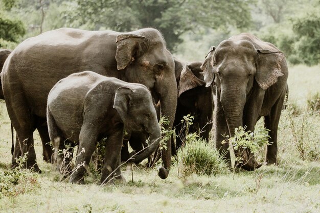 Photo herd of elephants at field