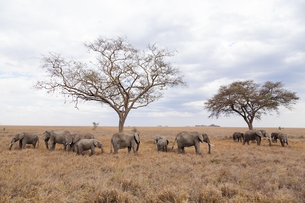 Herd of elephants from Serengeti National Park Tanzania Africa