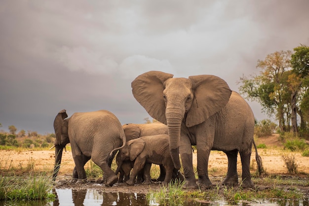 Herd of elephants in the Kruguer National Park by the lake drinking and bathing