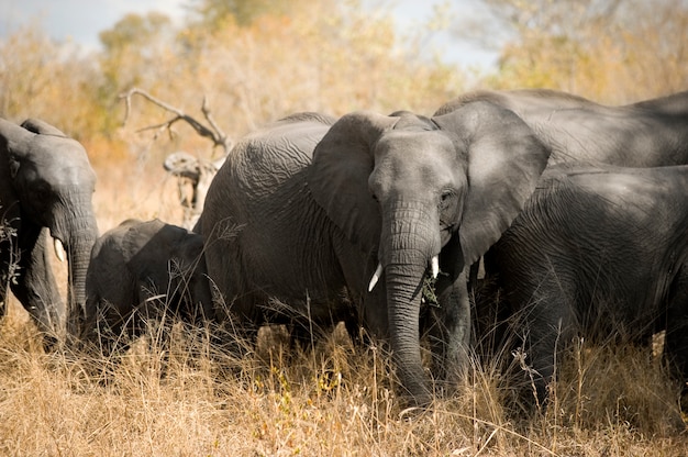 Herd of elephants - Kugger - South Africa