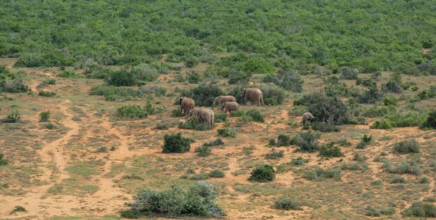 Foto un gregge di elefanti nel paesaggio selvaggio e della savana africana
