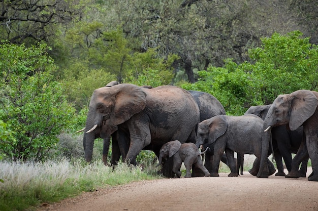 砂利道を渡る赤ちゃんを連れた象の群れ