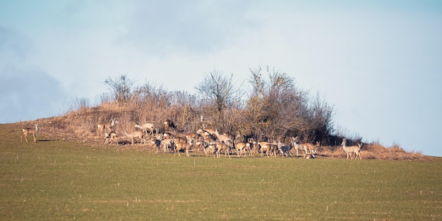 Photo herd of european roe deer