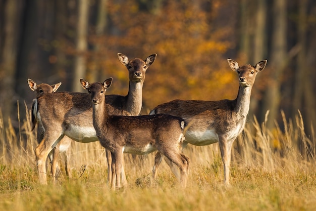 Herd of fallow deer standing on meadow in autumn nature.