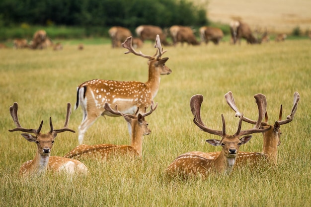 Herd Of Fallow Deer