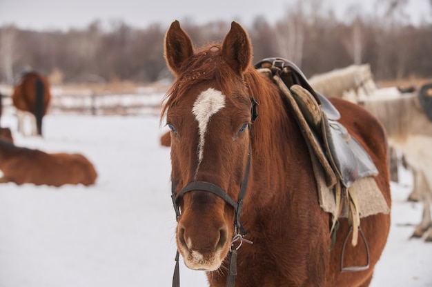 Herd of foals on the snow-covered meadow in a deep winter.