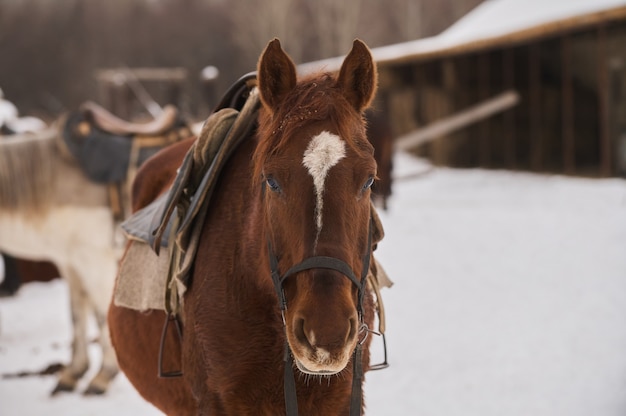 真冬の雪に覆われた牧草地の子馬の群れ。