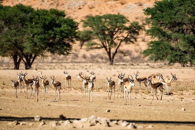 Photo herd of gazelle on landscape