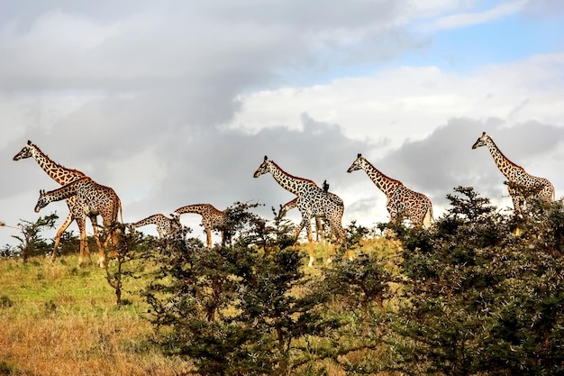 Стадо жирафов в африканской саванне Национальный парк Серенгети Танзания