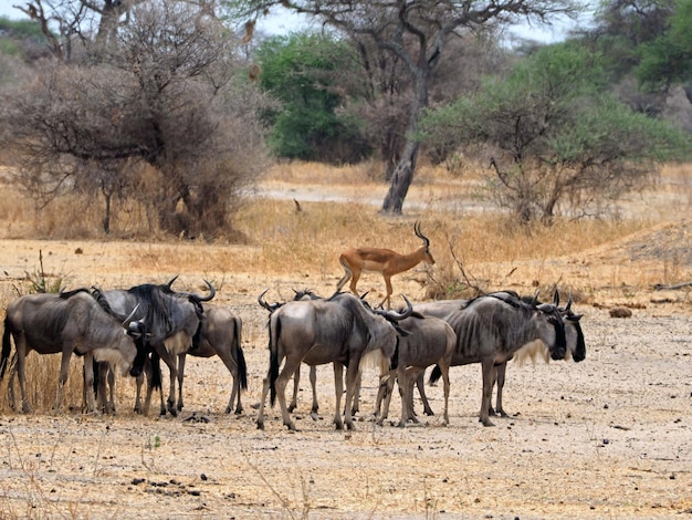 Photo herd of gnu antelope wildlife in africa safari