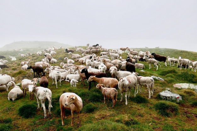herd of goat on field against sky