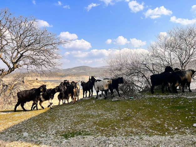 A herd of goats are walking in a field.