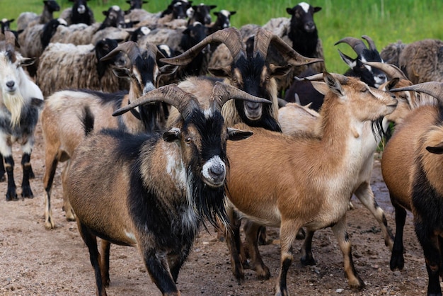 Herd of goats close up