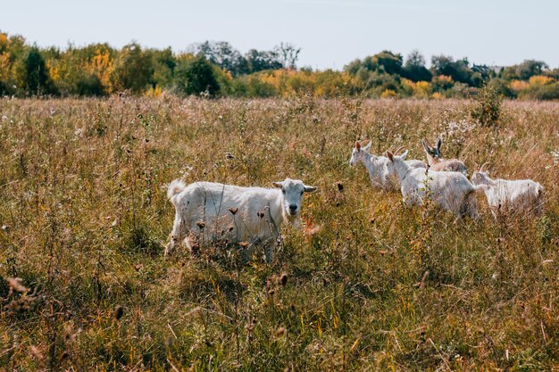 A herd of goats in a field with yellow leaves on the ground.