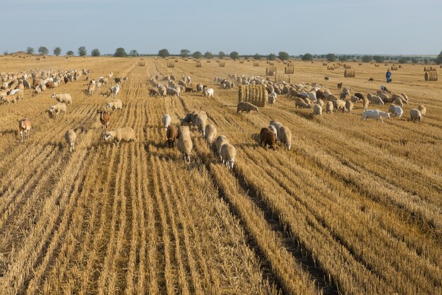 A herd of goats graze on a mown field after harvesting wheat. Large round bales of stacks.