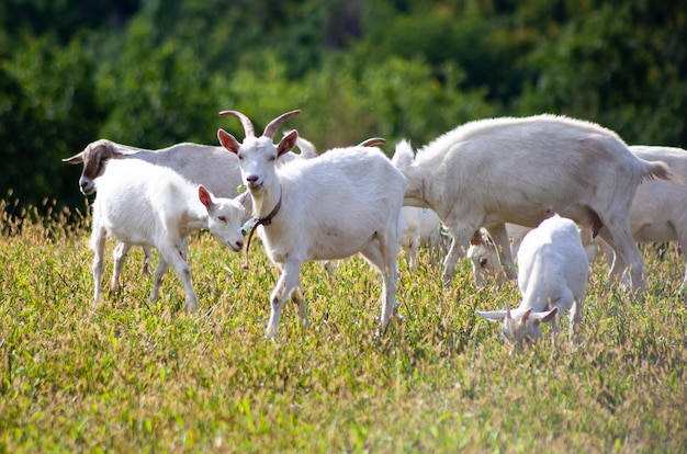 Photo a herd of goats grazes in the meadow farming selfwalking goat farm pasture summer day goats eat grass