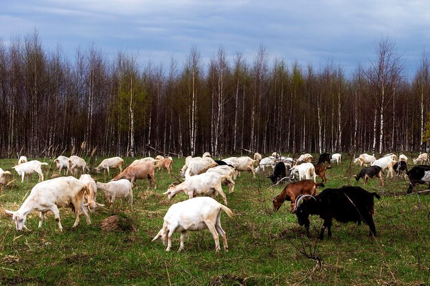 A herd of goats grazing in the meadow