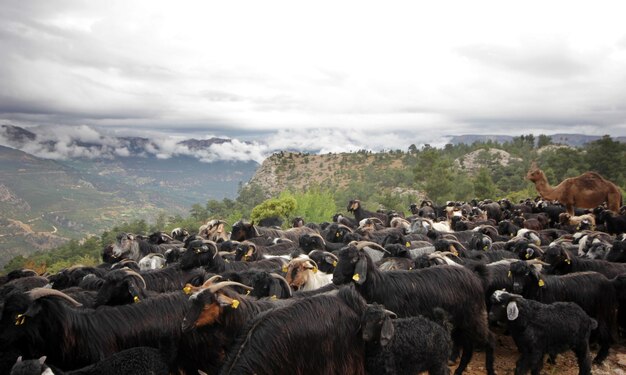 A herd of goats grazing Nomadic life in Anatolia