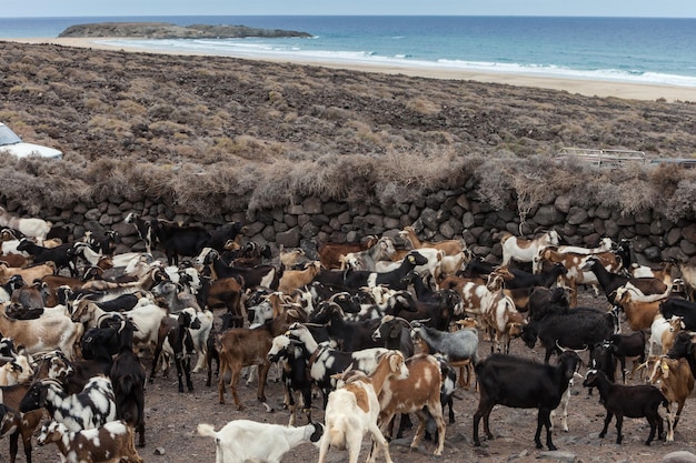 Fuerteventura 바다 근처 염소 떼