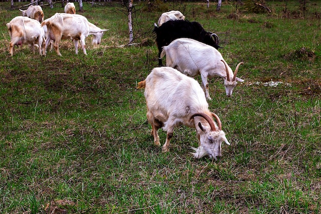 A herd of goats pops into the field