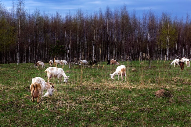 A herd of goats pops into the field