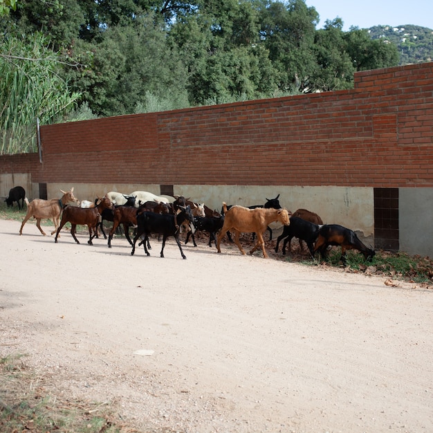 A herd of goats and sheep hid in the shade of the building from the heat.