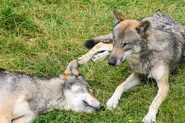 Herd of gray wolves resting in the green grass. herd