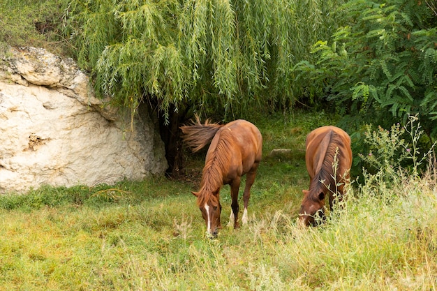 山の牧草地にいる若い馬の群れ。高品質の写真