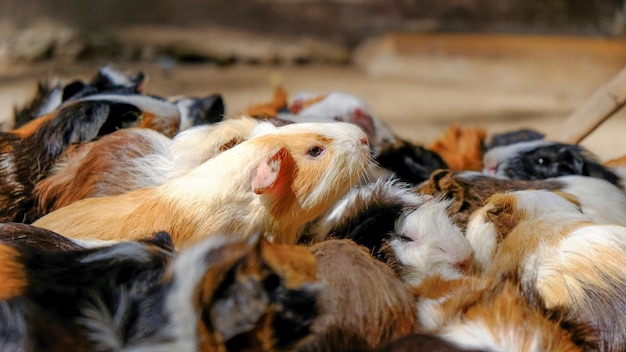 Photo a herd of guinea pigs