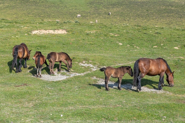 緑の牧草地の高山の馬の群れ