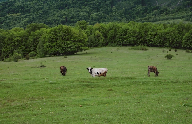 Herd of holstein cows in a grass pasture field lawn landscape