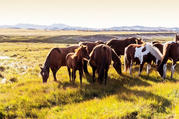 A herd of horses on the autumn meadow