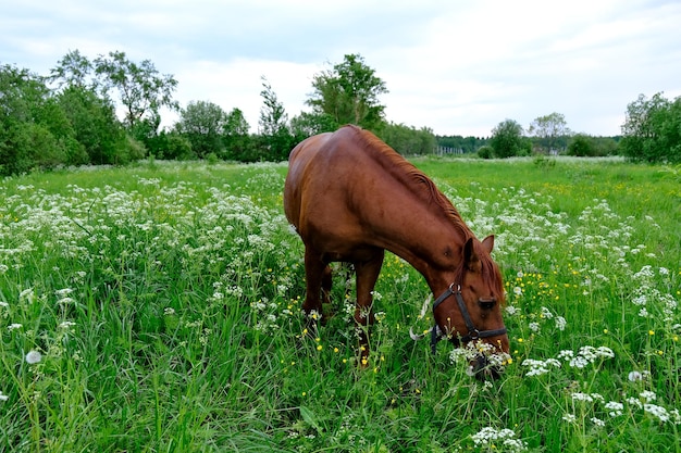 Photo herd of horses in a blooming field on a summer day