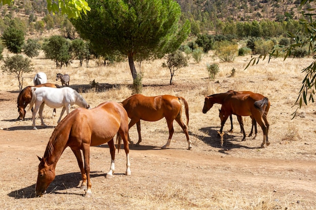 a herd of horses calmly grazing in the field