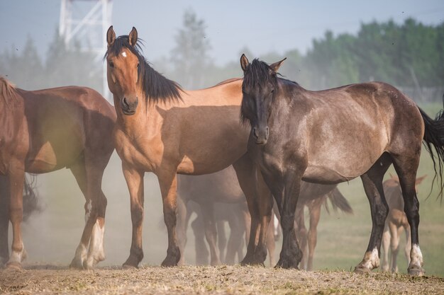 Herd of horses in the dust