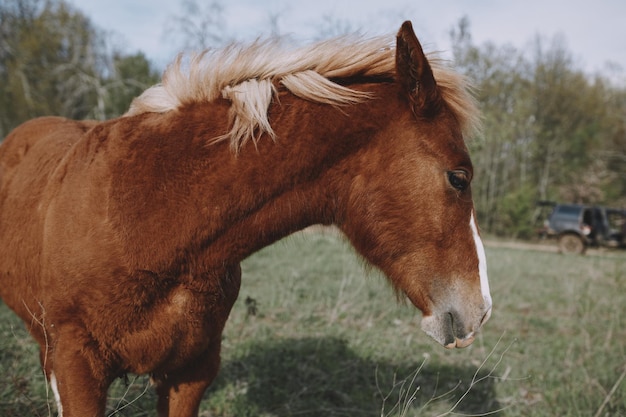 стадо лошадей в поле природа млекопитающие пейзаж животные
