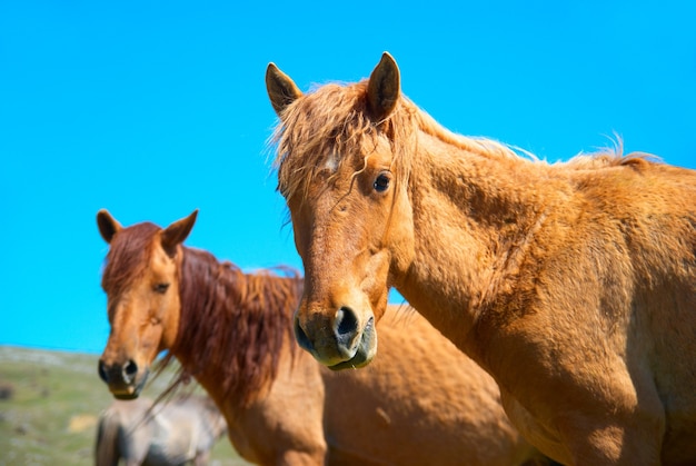Mandria di cavalli sul campo con cielo blu