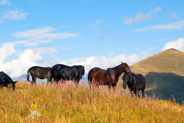 Herd of horses on free grazing in the autumn mountains