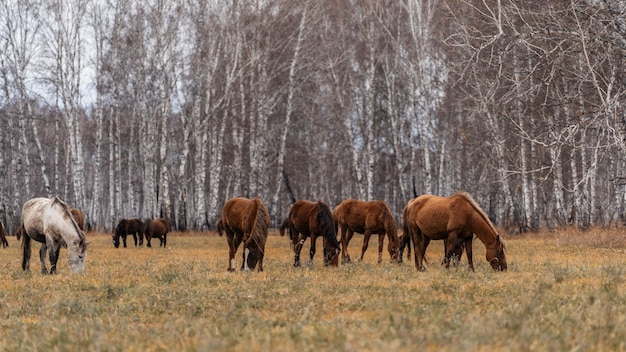 Una mandria di cavalli pascola su un grande campo. pascolo autunnale di cavalli sullo sfondo della foresta di betulle
