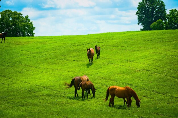 Photo a herd of horses grazing on a hill at kentucky horse farm