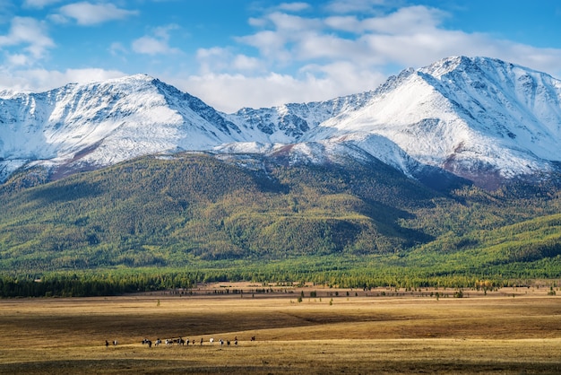 Herd of horses grazing in Kurai steppe View of North Chuysky ridge Altai Republic Russia