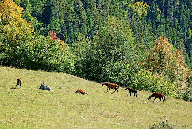 Herd of horses grazing in the meadow at the mountain farm of Mestia town, Svaneti region, Georgia