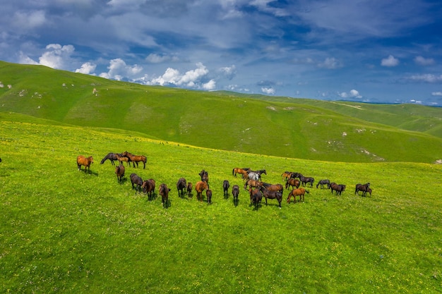 Herd of horses grazing on slope meadow