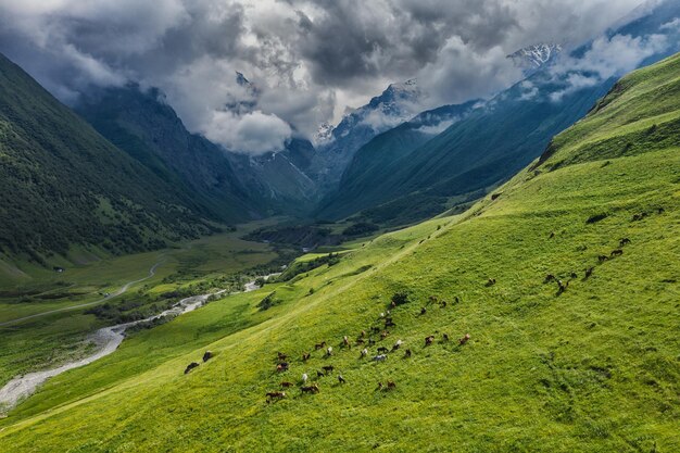 Herd of horses grazing on slope meadow