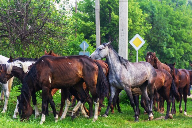 Herd of horses grazing in spring or summer